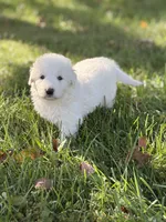 Bear LGD, a male Anatolian Shepherd Dog and Maremma Sheepdog for sale in Hillsboro, OH – 2 of 10