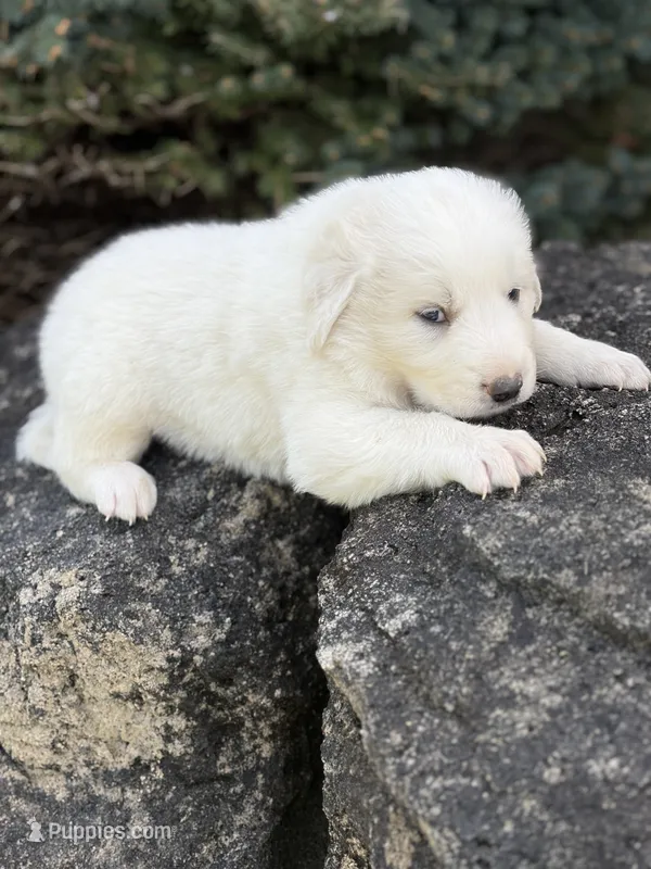 Yukon LGD – Anatolian Shepherd Dog, Maremma Sheepdog puppy for sale in Hillsboro, OH