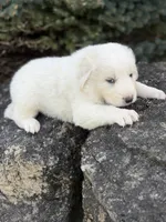 Yukon LGD, a male Anatolian Shepherd Dog and Maremma Sheepdog for sale in Hillsboro, OH – 1 of 9