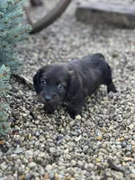 Dash, a male Miniature Dachshund for sale in Hillsboro, OH – Photo 7 of 10