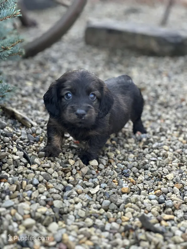 Dash – Miniature Dachshund puppy for sale in Hillsboro, OH
