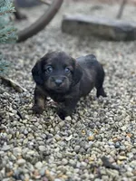 Dash, a male Miniature Dachshund for sale in Hillsboro, OH – Photo 5 of 10