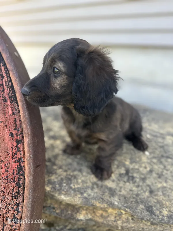 Dash – Miniature Dachshund puppy for sale in Hillsboro, OH