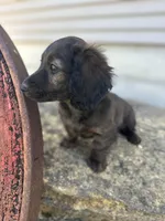 Dash, a male Miniature Dachshund for sale in Hillsboro, OH – Photo 2 of 10