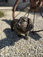 Dash, a male Miniature Dachshund for sale in Hillsboro, OH – Photo 5 of 10