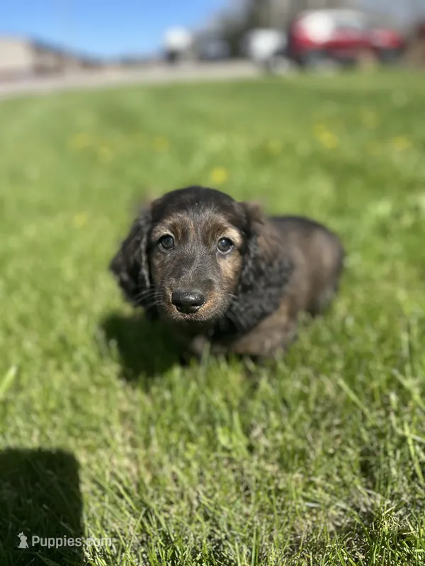 Dash – Miniature Dachshund puppy for sale in Hillsboro, OH