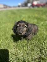 Dash, a male Miniature Dachshund for sale in Hillsboro, OH – Photo 1 of 10