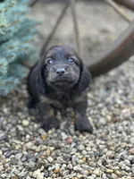 Dash, a male Miniature Dachshund for sale in Hillsboro, OH – Photo 3 of 10