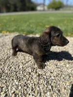 Dash, a male Miniature Dachshund for sale in Hillsboro, OH – Photo 6 of 10
