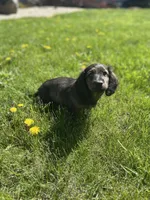 Dash, a male Miniature Dachshund for sale in Hillsboro, OH – Photo 9 of 10