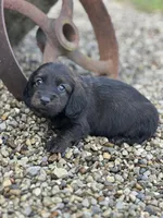 Dash, a male Miniature Dachshund for sale in Hillsboro, OH – Photo 8 of 10