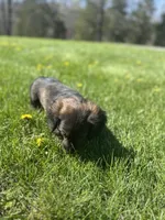Dash, a male Miniature Dachshund for sale in Hillsboro, OH – Photo 8 of 10