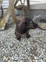 Dash, a male Miniature Dachshund for sale in Hillsboro, OH – Photo 4 of 10