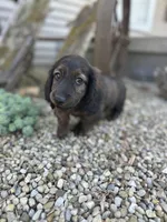 Dash, a male Miniature Dachshund for sale in Hillsboro, OH – Photo 3 of 10
