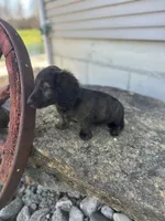 Dash, a male Miniature Dachshund for sale in Hillsboro, OH – Photo 10 of 10