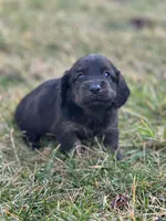 Dash, a male Miniature Dachshund for sale in Hillsboro, OH – Photo 6 of 10