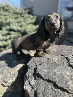 Dash, a male Miniature Dachshund for sale in Hillsboro, OH – Photo 7 of 10