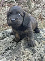 Dash, a male Miniature Dachshund for sale in Hillsboro, OH – Photo 1 of 10