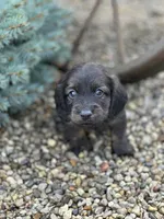 Dash, a male Miniature Dachshund for sale in Hillsboro, OH – Photo 4 of 10