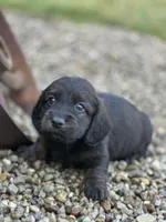 Dash, a male Miniature Dachshund for sale in Hillsboro, OH – Photo 2 of 10