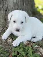 Storm LGD, a male Anatolian Shepherd Dog and Maremma Sheepdog for sale in Hillsboro, OH – 2 of 10