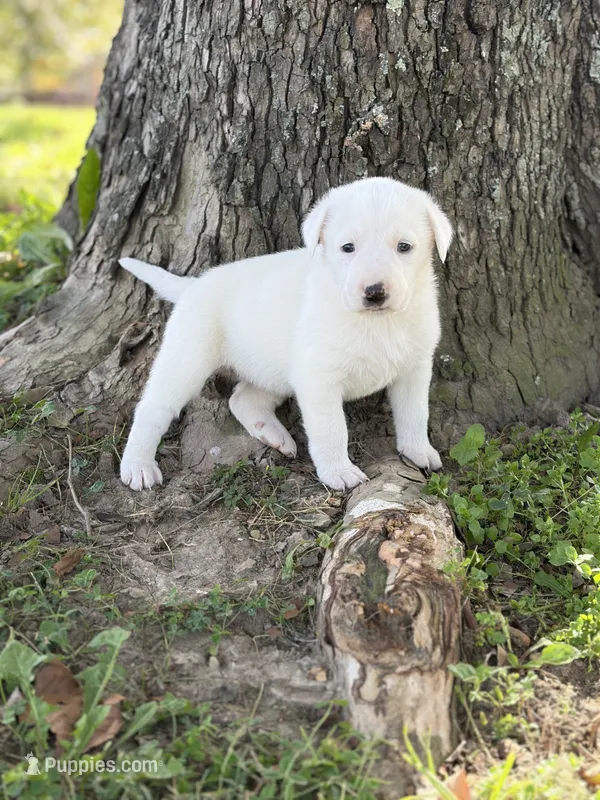 River LGD – Anatolian Shepherd Dog, Maremma Sheepdog puppy for sale in Hillsboro, OH