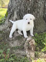 River LGD, a female Anatolian Shepherd Dog and Maremma Sheepdog for sale in Hillsboro, OH – 1 of 10