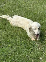 June, a female Miniature Dachshund for sale in Hillsboro, OH – 8 of 10