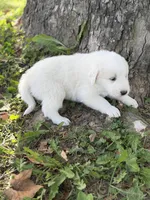 Samson LGD, a male Anatolian Shepherd Dog and Maremma Sheepdog for sale in Hillsboro, OH – 5 of 10