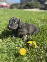 Scamp, a male Miniature Dachshund for sale in Hillsboro, OH – Photo 5 of 10