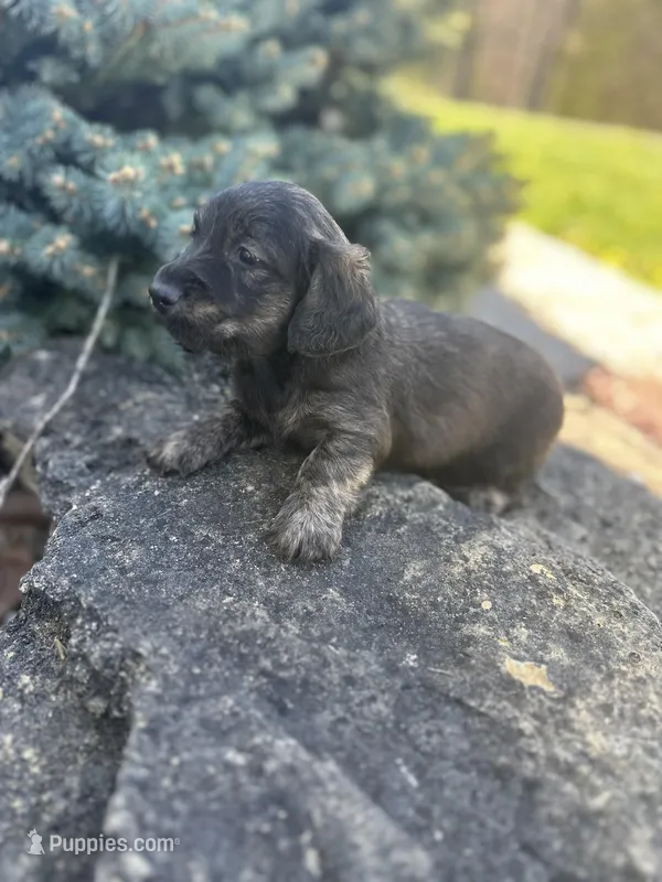 Scamp – Miniature Dachshund puppy for sale in Hillsboro, OH