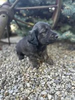 Scamp, a male Miniature Dachshund for sale in Hillsboro, OH – Photo 8 of 10