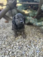 Scamp, a male Miniature Dachshund for sale in Hillsboro, OH – Photo 4 of 10
