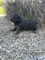 Scamp, a male Miniature Dachshund for sale in Hillsboro, OH – Photo 9 of 10