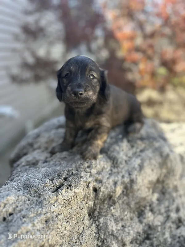 Scamp – Miniature Dachshund puppy for sale in Hillsboro, OH
