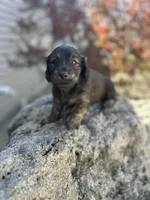 Scamp, a male Miniature Dachshund for sale in Hillsboro, OH – Photo 1 of 10