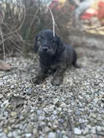 Scamp, a male Miniature Dachshund for sale in Hillsboro, OH – Photo 7 of 10