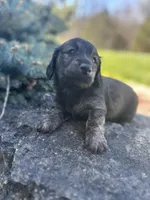 Scamp, a male Miniature Dachshund for sale in Hillsboro, OH – Photo 3 of 10