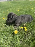 Scamp, a male Miniature Dachshund for sale in Hillsboro, OH – Photo 10 of 10