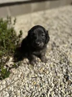 Scamp, a male Miniature Dachshund for sale in Hillsboro, OH – Photo 2 of 10
