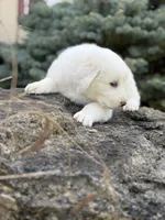 Yukon LGD, a male Anatolian Shepherd Dog and Maremma Sheepdog for sale in Hillsboro, OH – 8 of 9