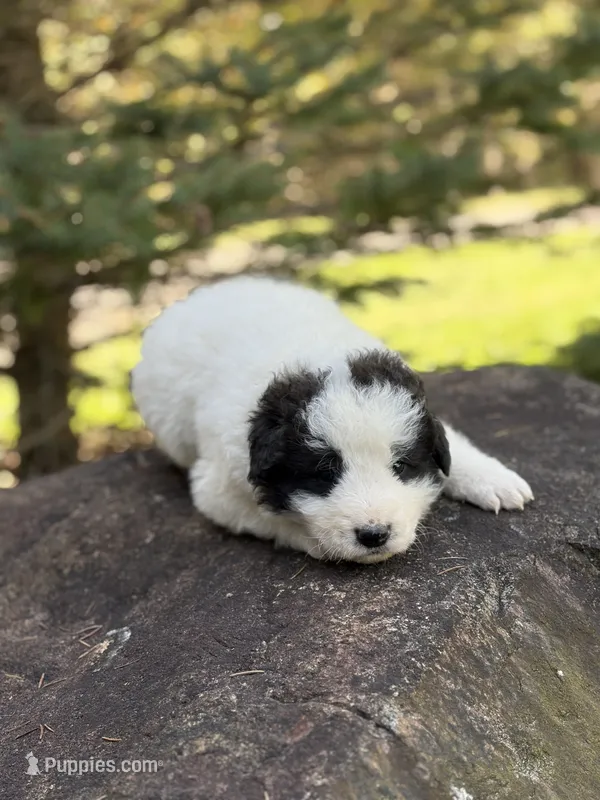 Smokey LGD – Anatolian Shepherd Dog, Maremma Sheepdog puppy for sale in Hillsboro, OH