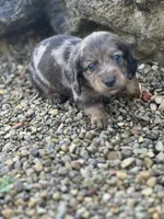 Frankie, a male Miniature Dachshund for sale in Hillsboro, OH – Photo 6 of 10