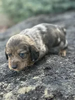 Frankie, a male Miniature Dachshund for sale in Hillsboro, OH – Photo 4 of 10