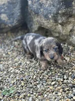 Frankie, a male Miniature Dachshund for sale in Hillsboro, OH – Photo 10 of 10
