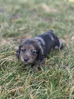 Frankie, a male Miniature Dachshund for sale in Hillsboro, OH – Photo 9 of 10