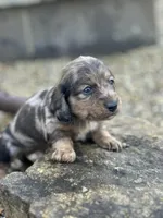 Frankie, a male Miniature Dachshund for sale in Hillsboro, OH – Photo 3 of 10