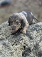 Frankie, a male Miniature Dachshund for sale in Hillsboro, OH – Photo 8 of 10