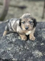 Frankie, a male Miniature Dachshund for sale in Hillsboro, OH – Photo 1 of 10