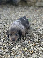 Frankie, a male Miniature Dachshund for sale in Hillsboro, OH – Photo 5 of 10